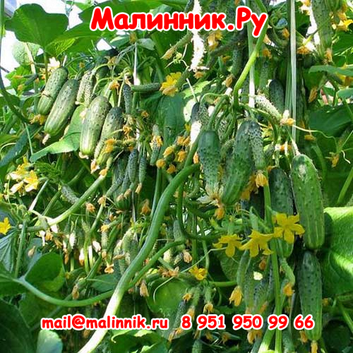 1 городской огурчик