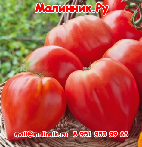 1 медвежье сердце