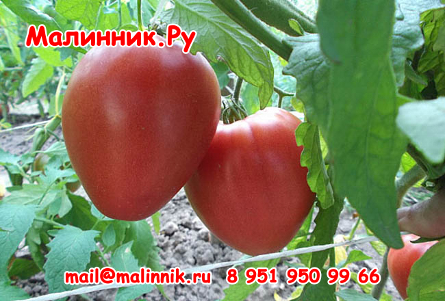 12 созвездие близнецов