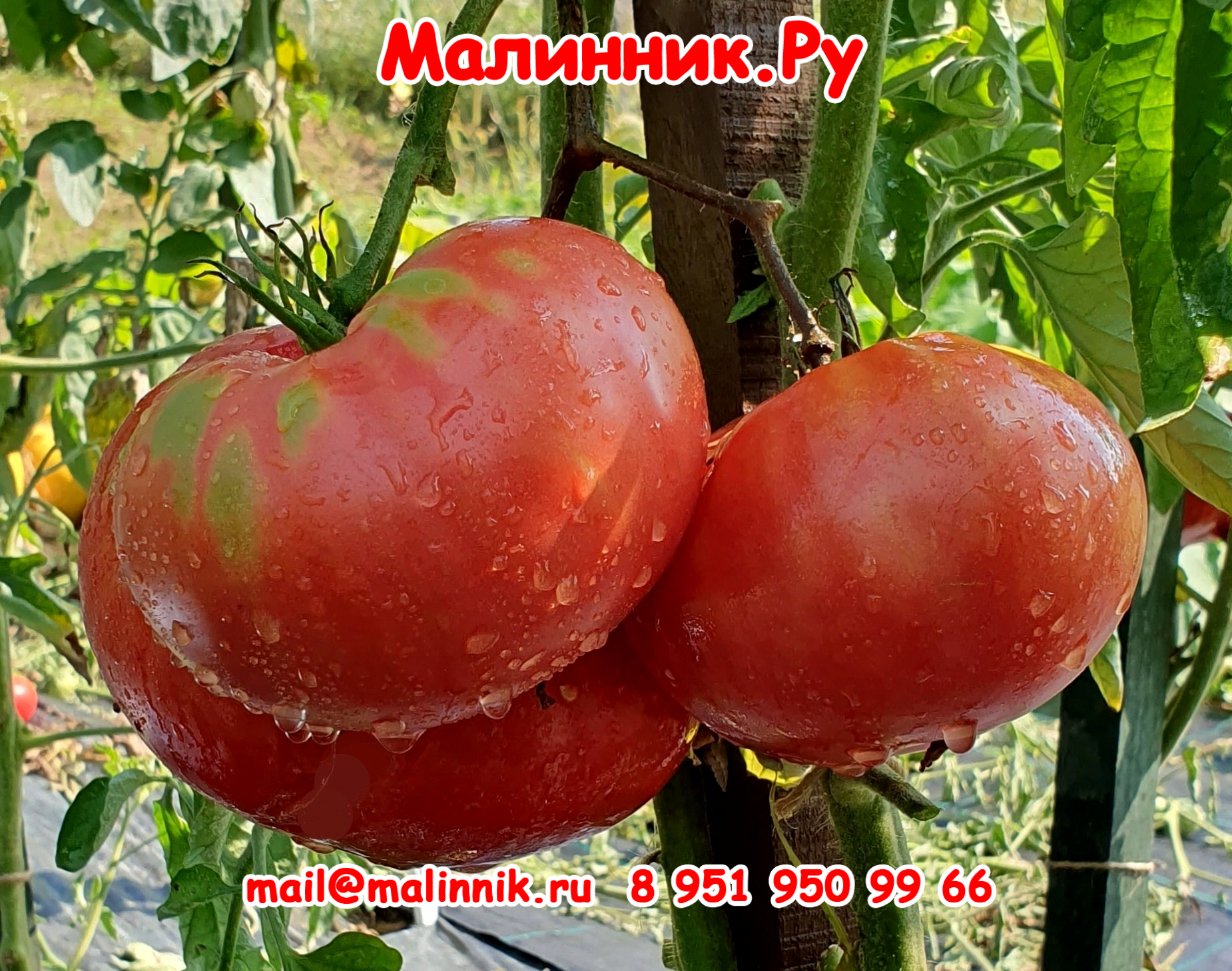 томат малиновый гигант фото урожайность