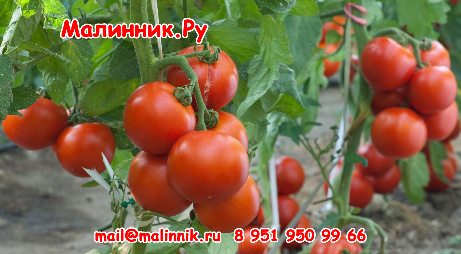 14 мечта огородника