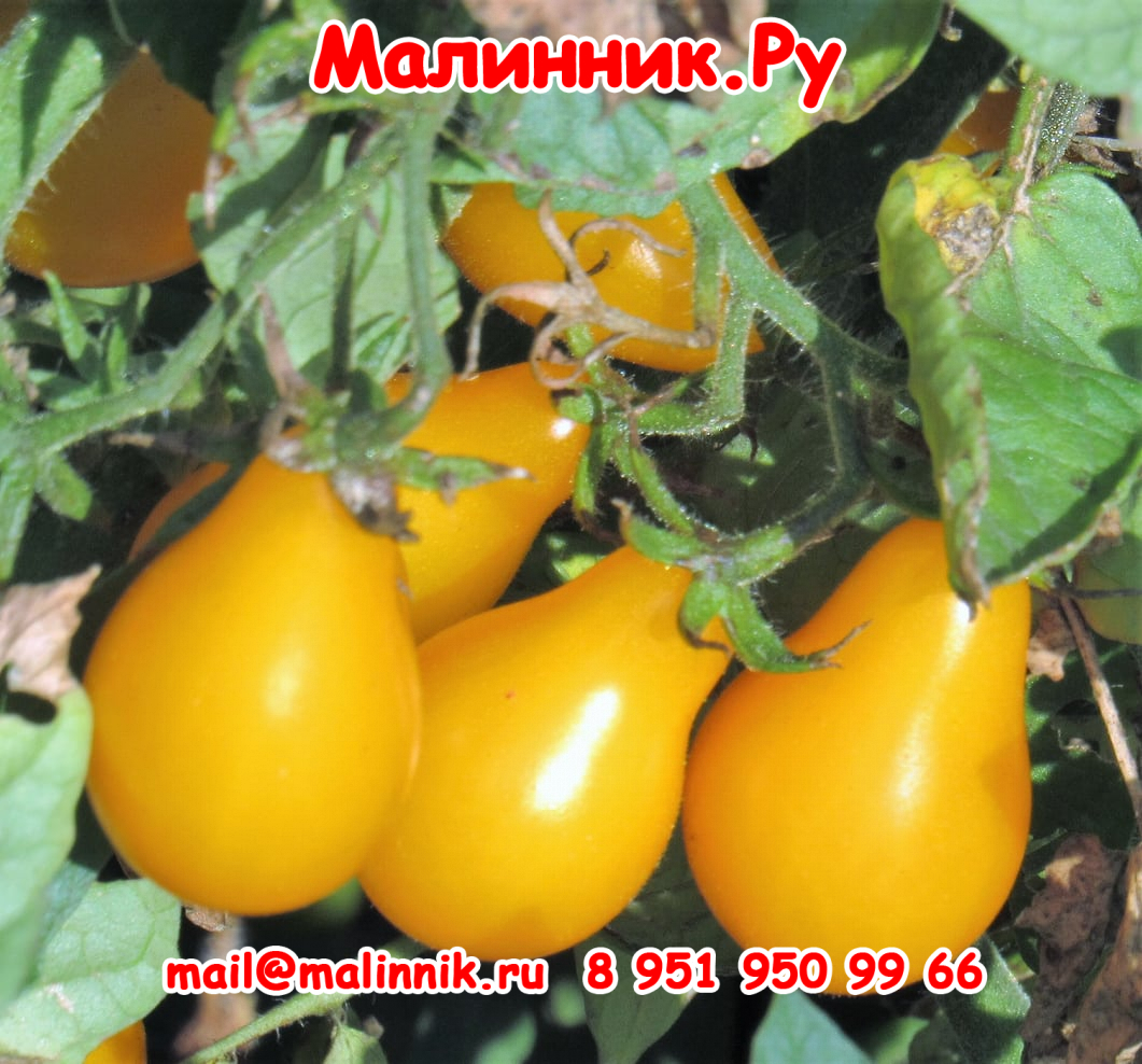 14 принцесса