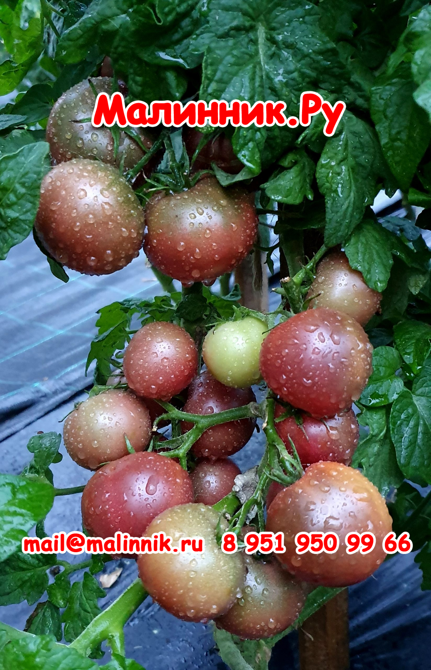 18 бархатная ночь