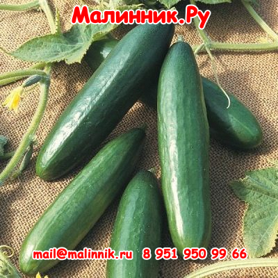 19 огурцы Стелла