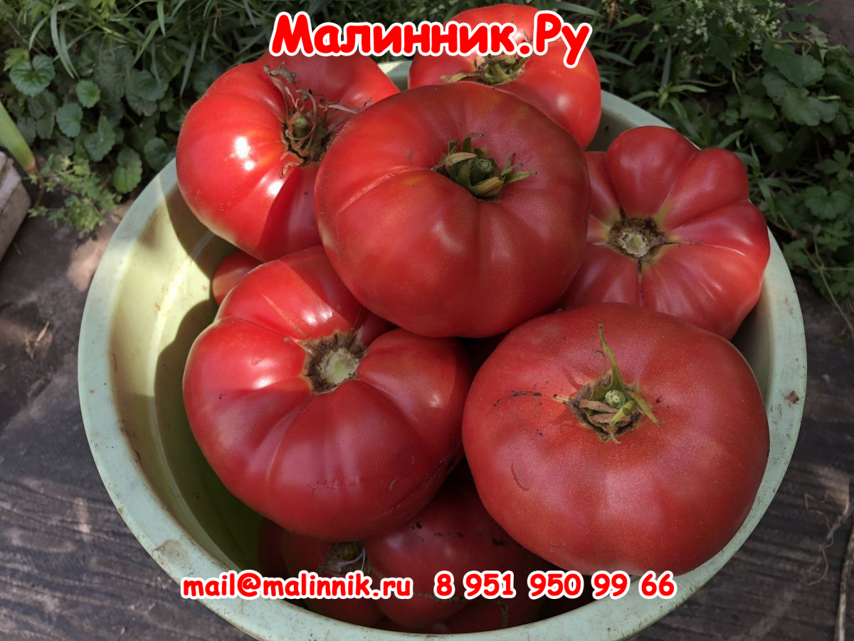 19 ташкентский юсуповский