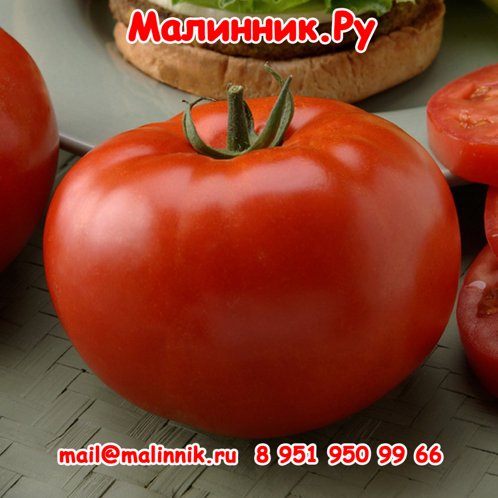 2 томат Лось