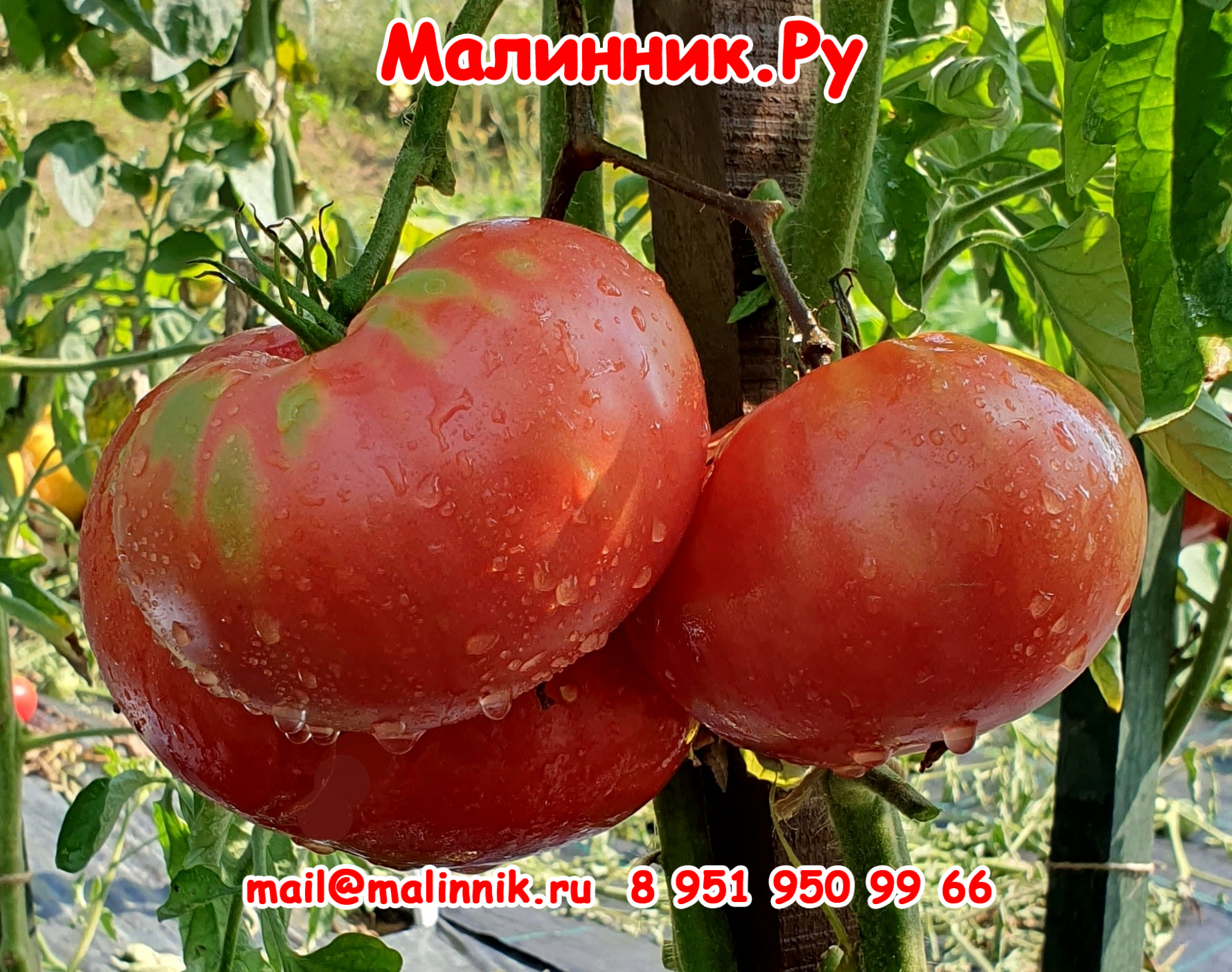 Томаты Андреевский Сюрприз Отзывы Фото Урожайность