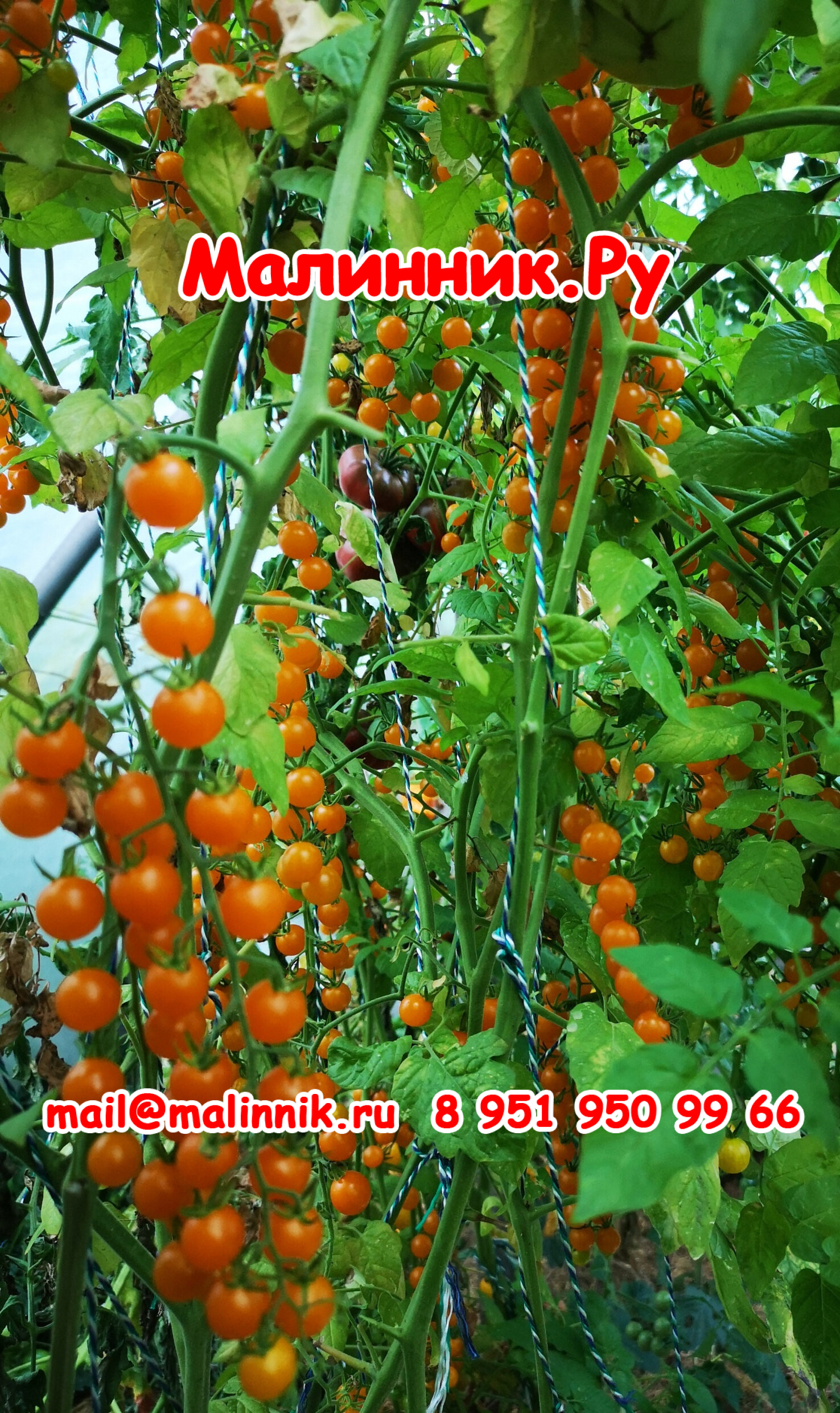 23 крыжовник