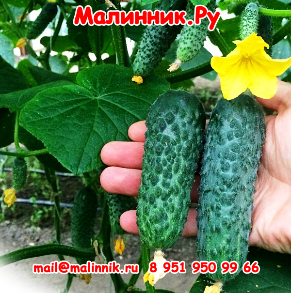 26 огурец Лютояр