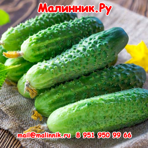 26 семеновна