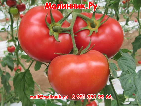 3 Кронпринц