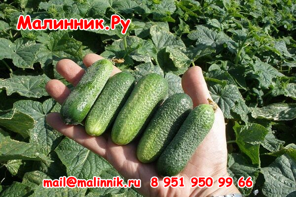 32 Моравский Корнишон