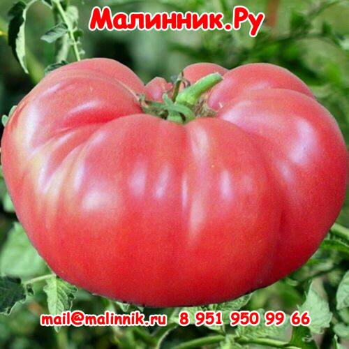 32 сибирские лапти