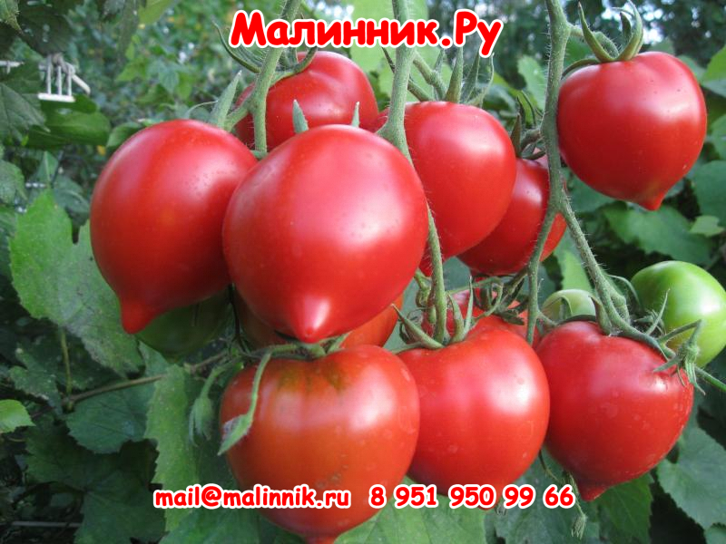 35 томат Хали Гали