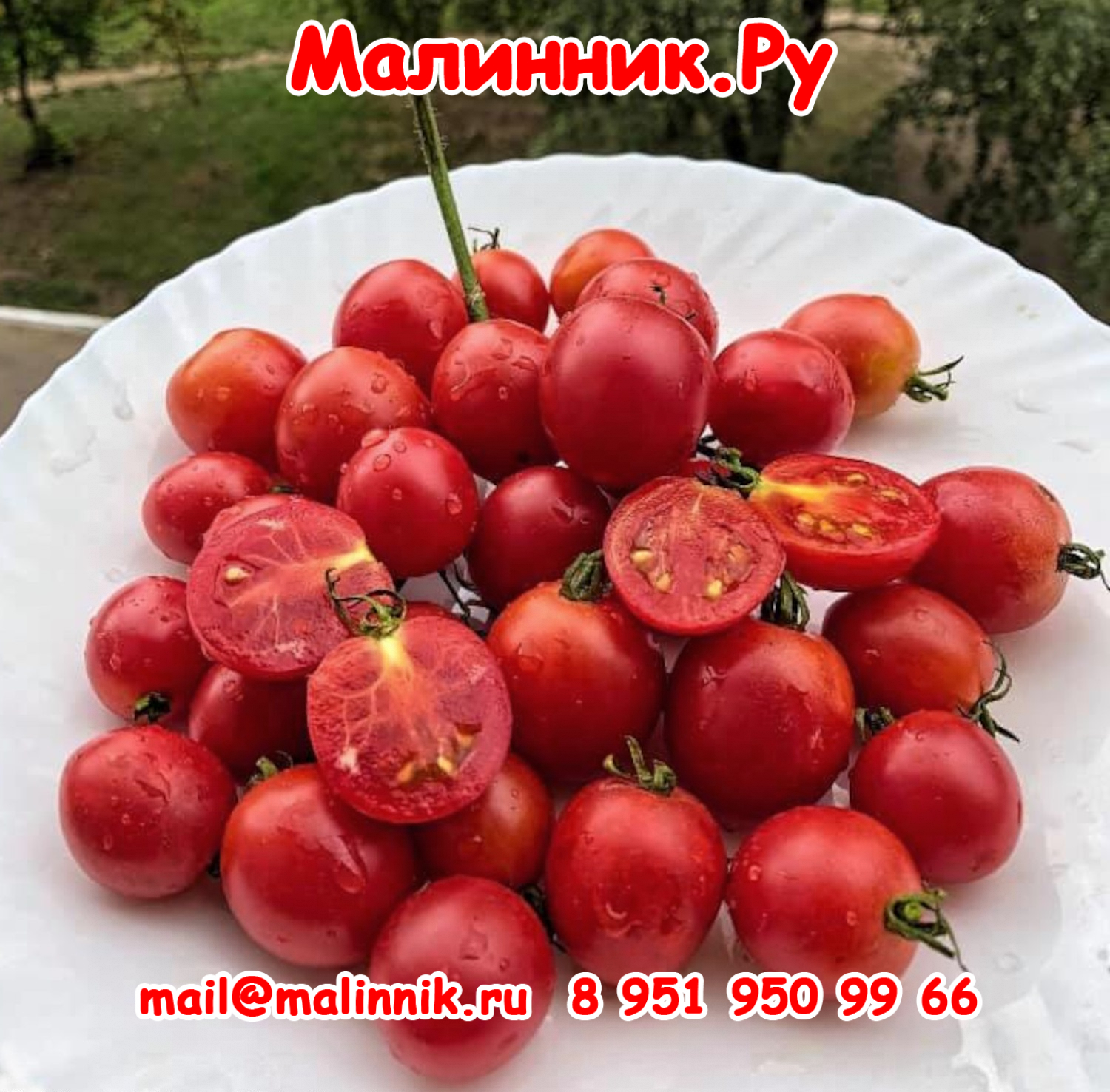 39 сладкая линда