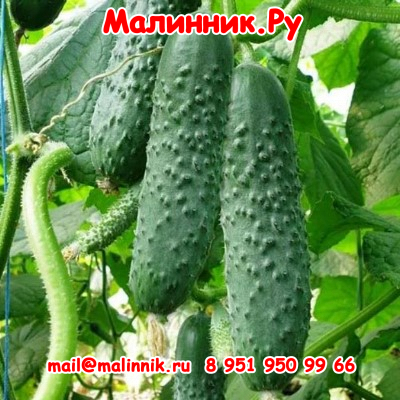 45 Борисыч
