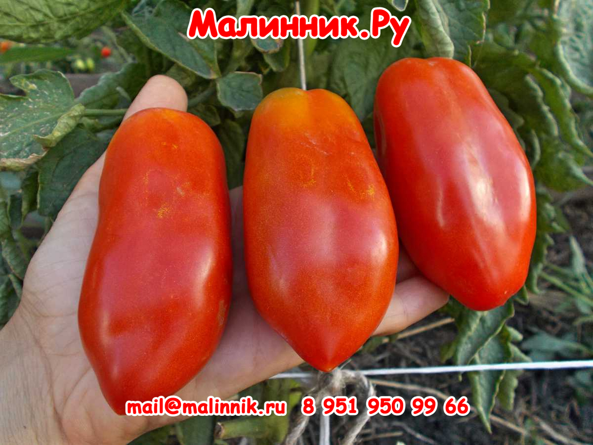 46 томат сицилийский перчик