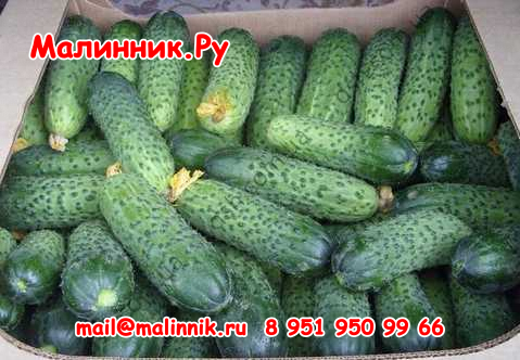 48 надежда