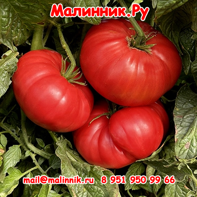 5 бугай красный