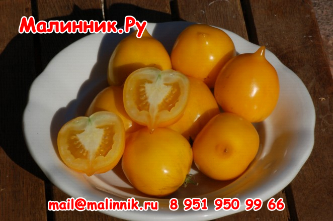 50 томат Янтарная россыпь