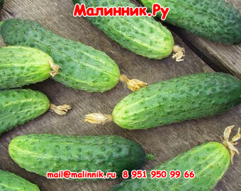 62 титус