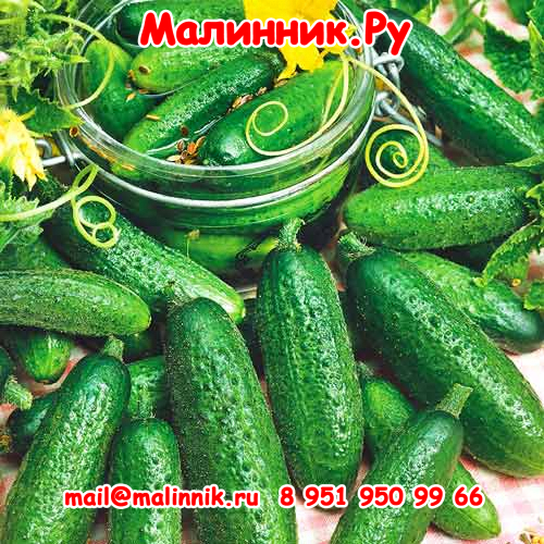 65 огурцы Темп