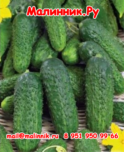 65 огурец Паратунка