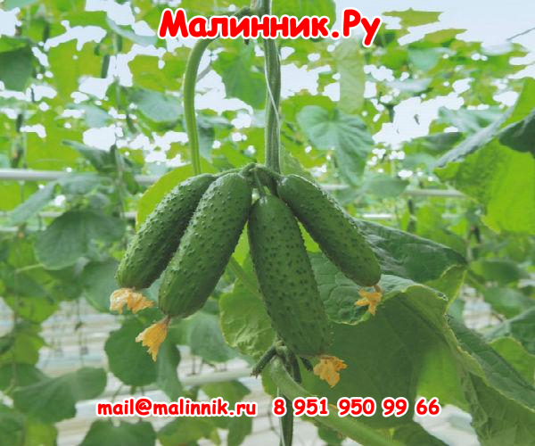 69 огурцы Санька