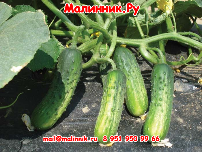 74 cucumber puccini