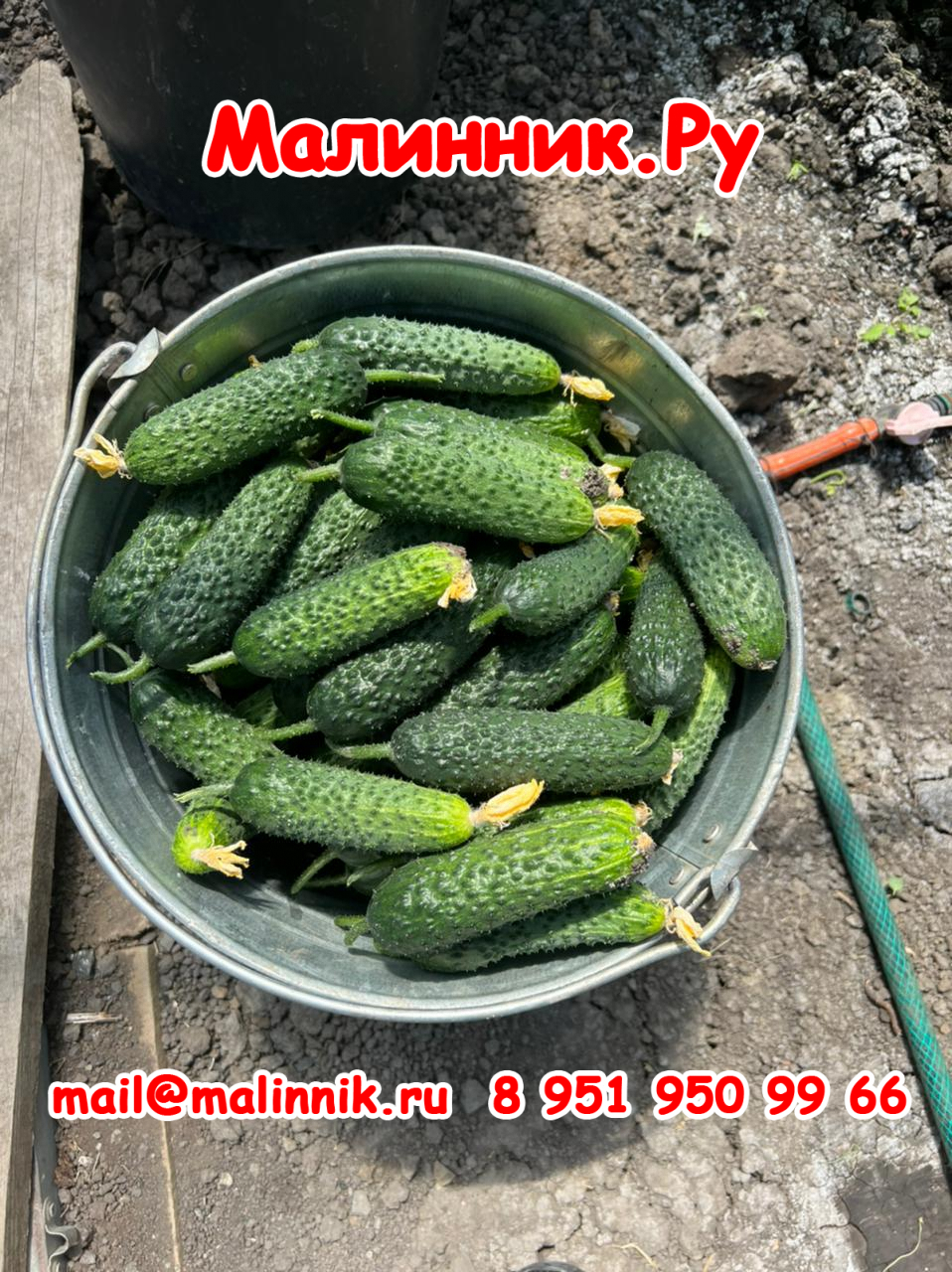 82 cucumbers SV 4097 TSV