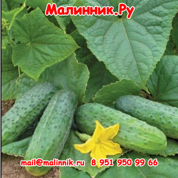 85 cucumbers Sparta