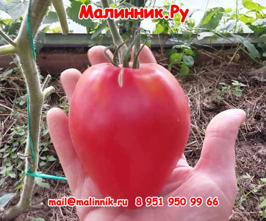 9 tomato Tsifomandra