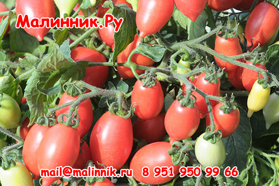 968645-funny-rosy-pink