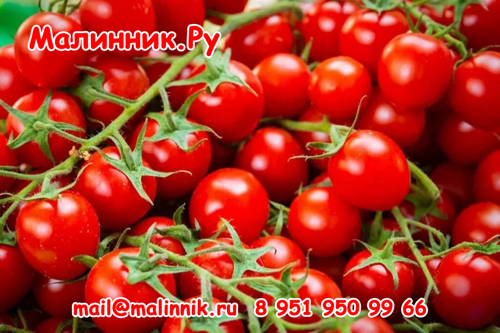 Red-Cherry-Tomatoes-1024x683.jpg (1)