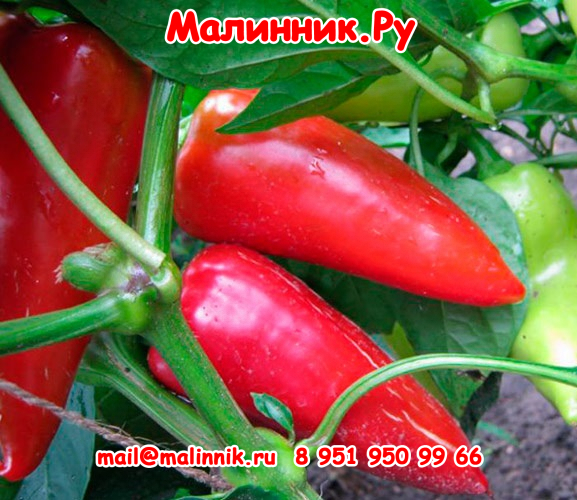 13 фишт