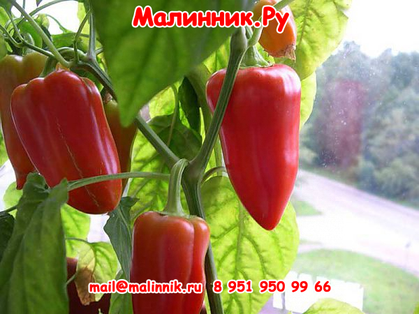 15 гордость россии