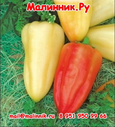 39 перец Белозерка