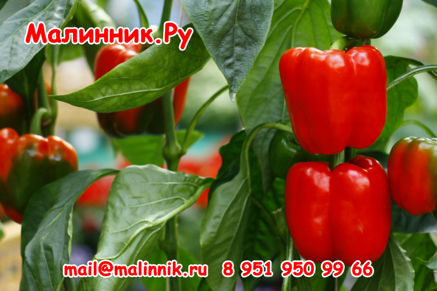 39 толсятчок