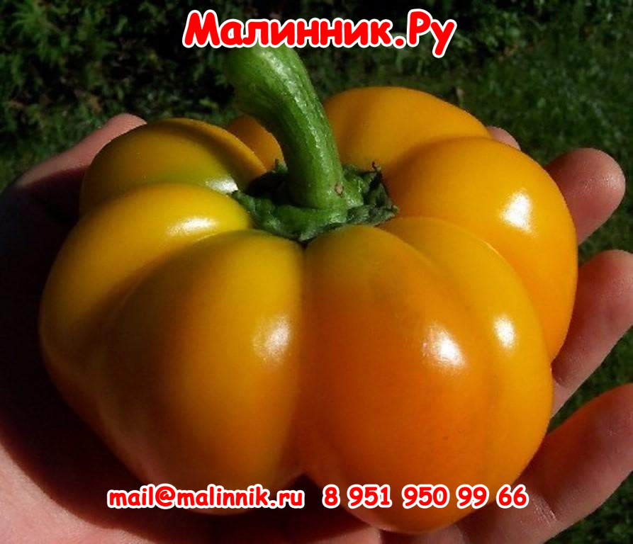 4 желтый сыр пименто