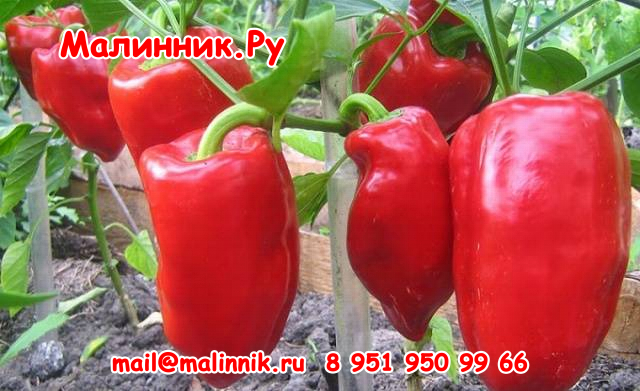 47 богатырь
