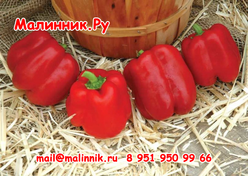 48 калифорнийское чудо