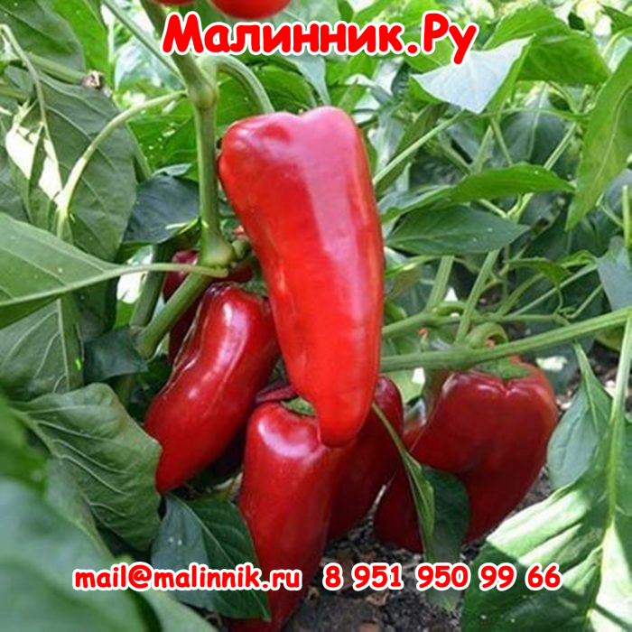 54 валентина