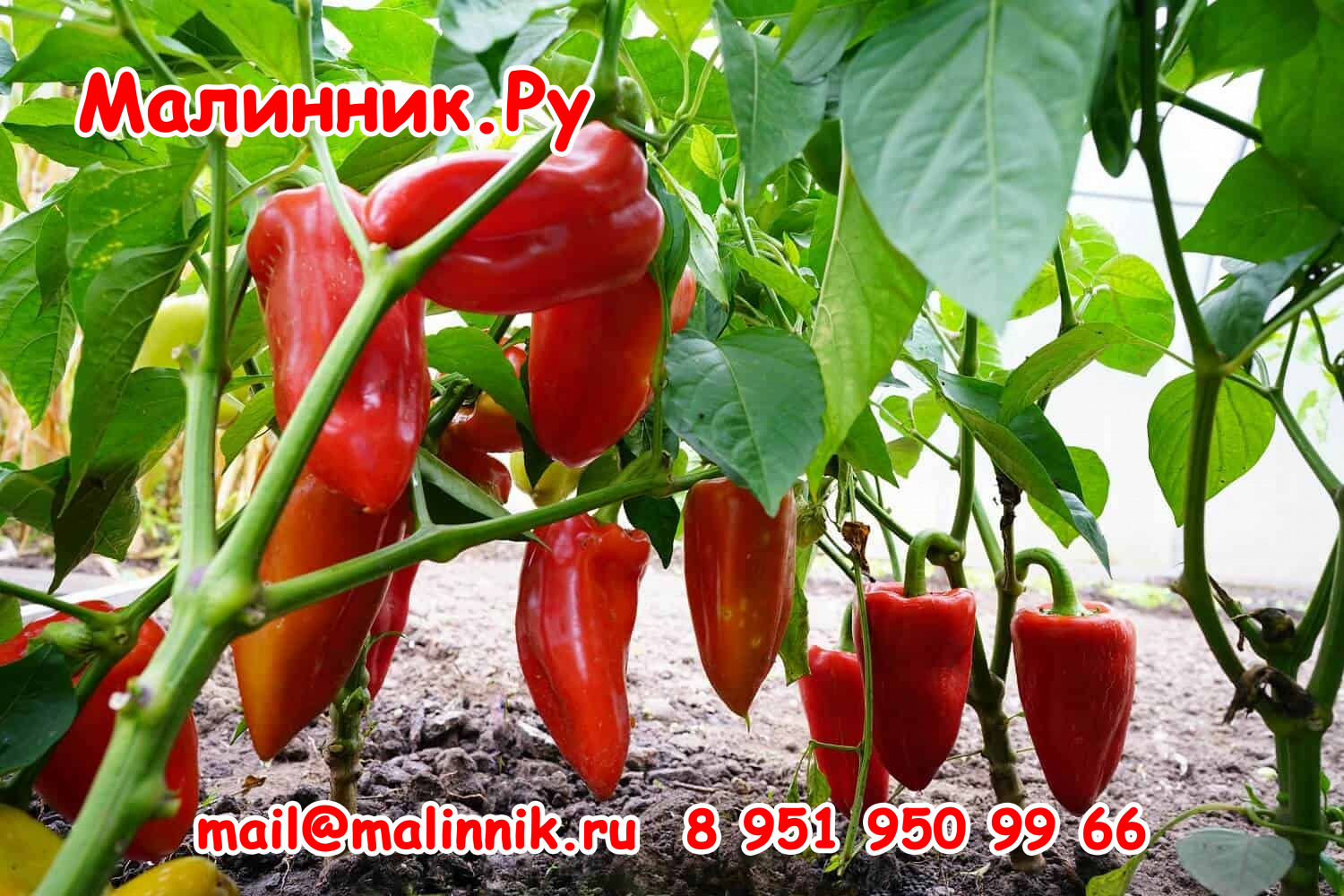 59 ранняя птаха