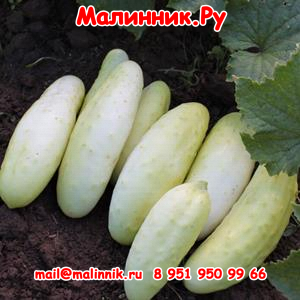 11 китайский белый