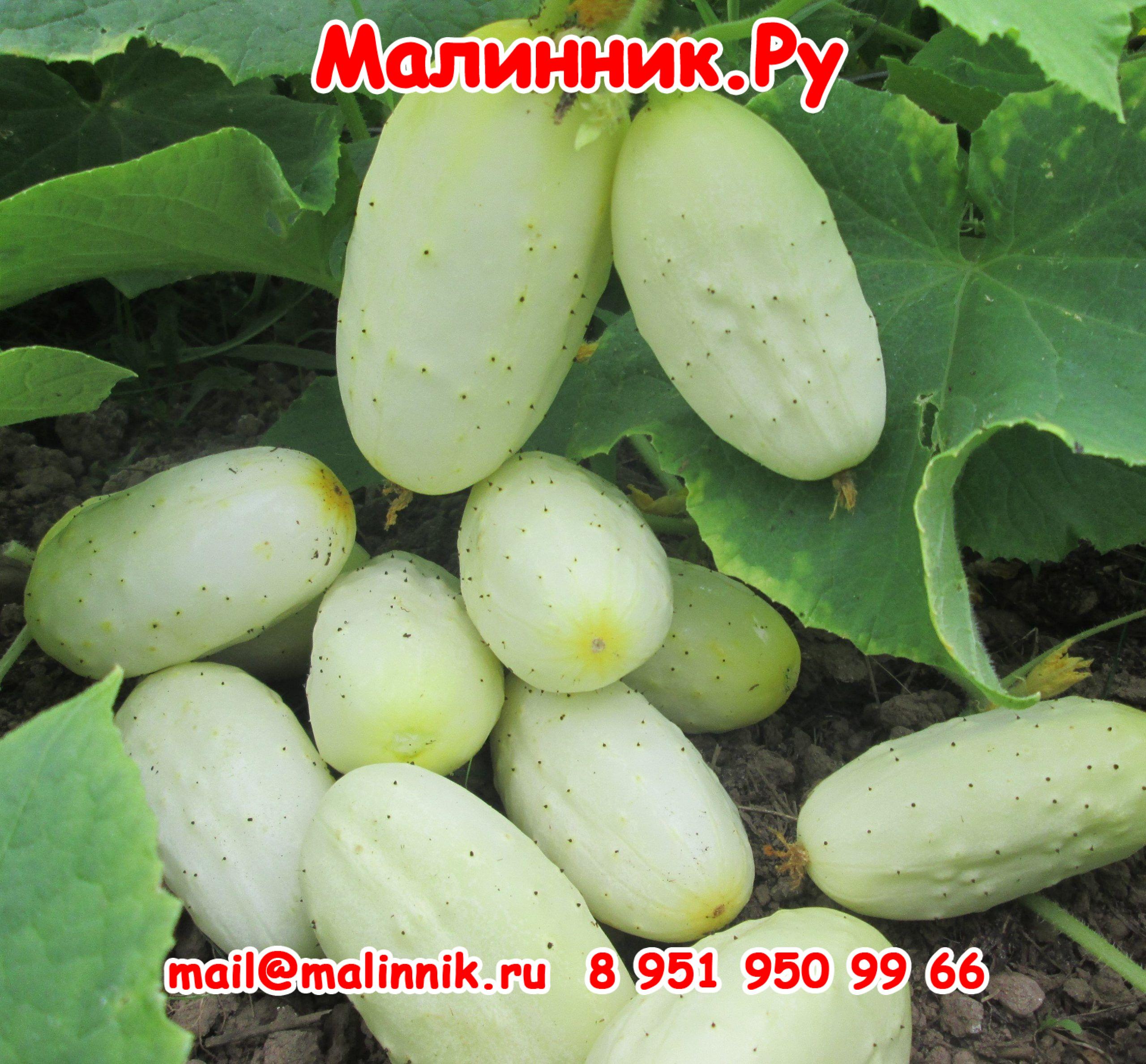 25 сладкий хруст