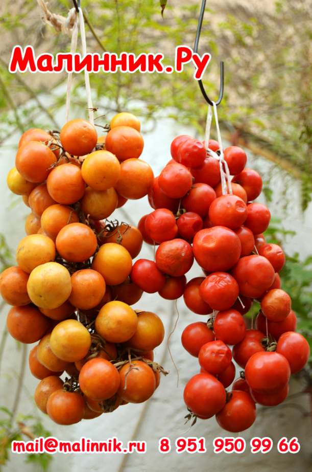 Долгохранящиеся томаты сорта