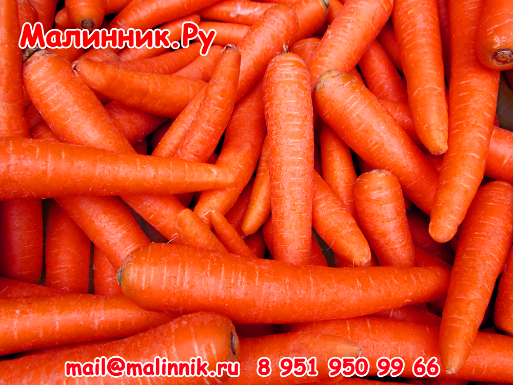 Морковь \