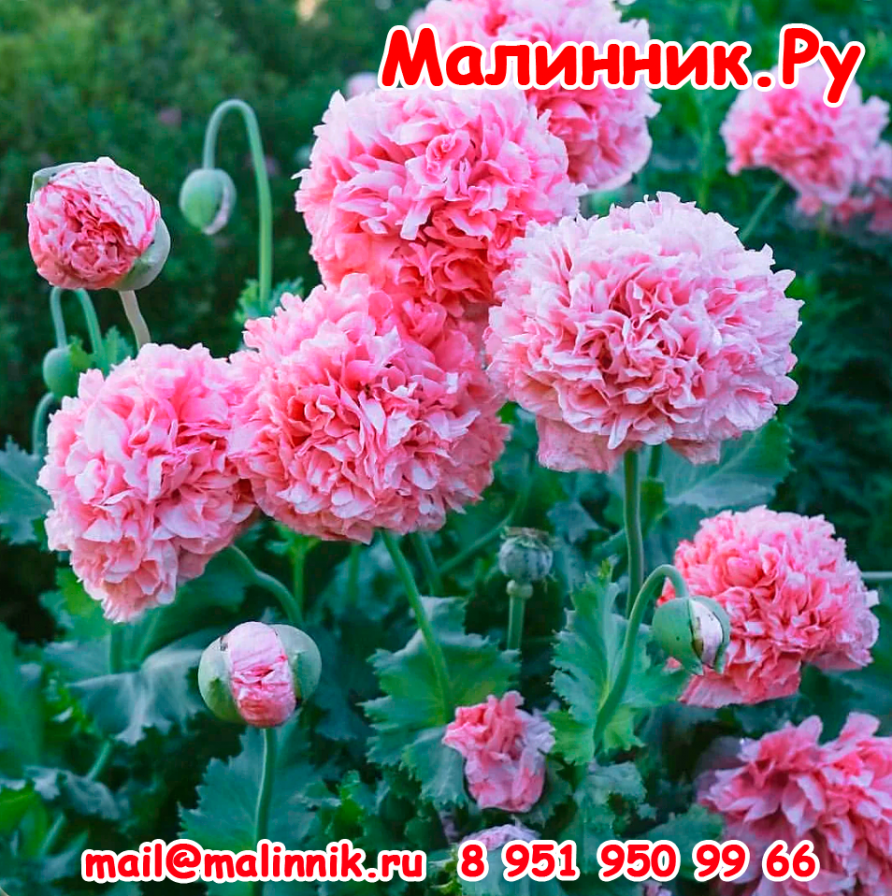 Мак махровый пионовидный (папавер) 