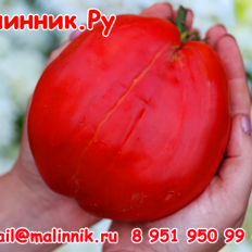 Томат "ЖИРНЫЙ БУЛЬОН"