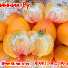 Томат "СНЕЖНОЕ СЕРДЦЕ"